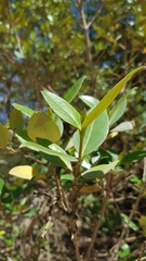 Avicennia marina
