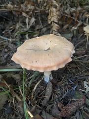 Paralepista flaccida