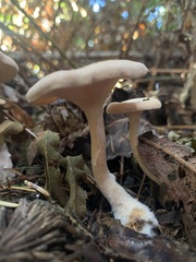 Paralepista flaccida