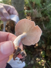 Paralepista flaccida