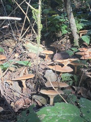 Paralepista flaccida