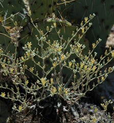 Dudleya abramsii abramsii