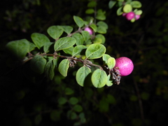 Symphoricarpos × chenaultii