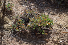 Limonium delicatulum