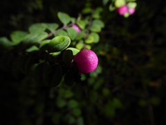 Symphoricarpos × chenaultii