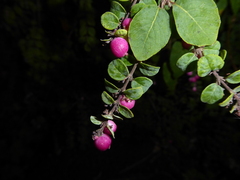 Symphoricarpos × chenaultii