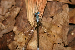 Lestes eurinus
