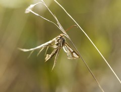 Chamaesphecia leucopsiformis