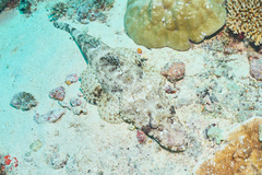 Papilloculiceps longiceps