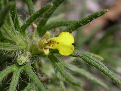 Ajuga iva