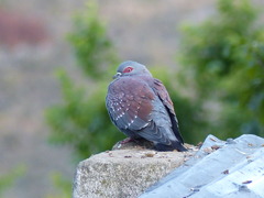 Columba guinea phaeonota
