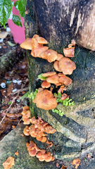 Flammulina velutipes