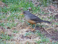 Turdus olivaceus olivaceus