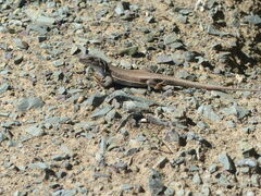 Pedioplanis lineoocellata