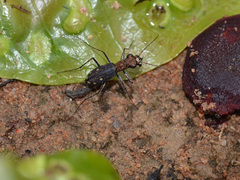 Prothymidia angusticollis