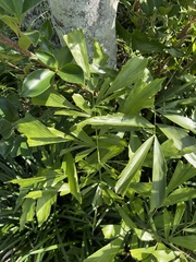 Caryota mitis