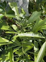 Caryota mitis