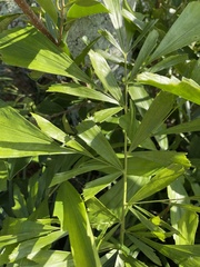 Caryota mitis