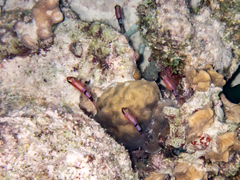 Apogon townsendi