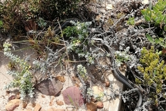 Psammophis crucifer