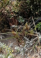 Psammophis crucifer
