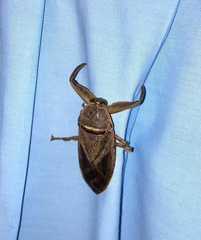 Lethocerus cordofanus