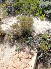 Psammophis crucifer