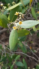 Avicennia marina