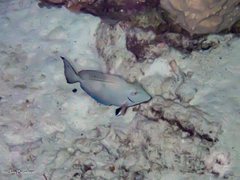 Acanthurus tractus