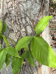 Syngonium podophyllum