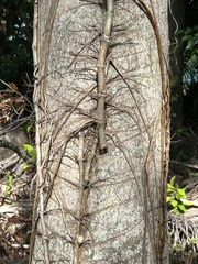 Syngonium podophyllum