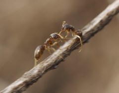 Lasius