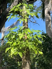 Syngonium podophyllum