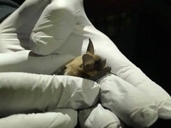 Myotis thysanodes