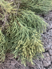 Allenrolfea occidentalis