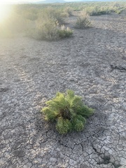 Allenrolfea occidentalis