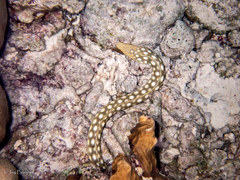 Myrichthys breviceps