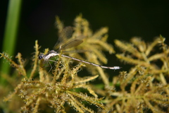 Lestes congener