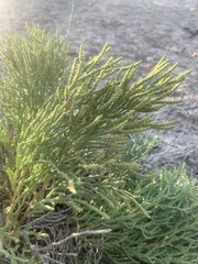 Allenrolfea occidentalis