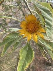 Tithonia