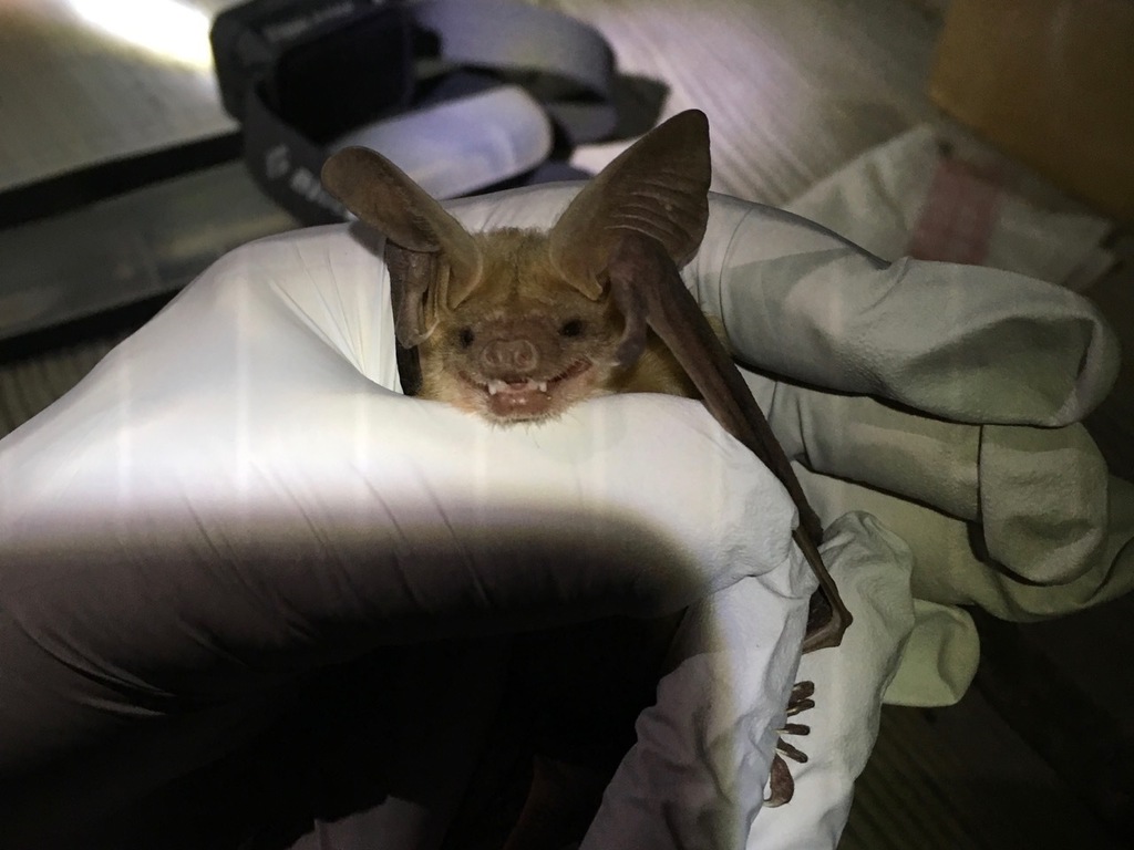 Pallid Bat from San Benito County, CA, USA on September 5, 2018 at 09: ...