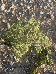 Dalea searlsiae