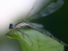 Lestes forcipatus