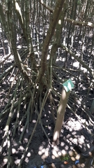 Rhizophora mucronata