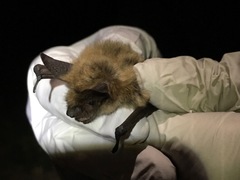 Myotis thysanodes