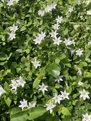 Richardia grandiflora