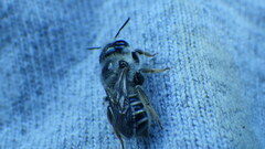Megachilidae