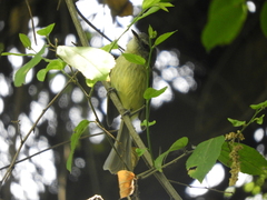 Phylloscartes ventralis