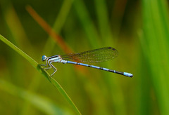 Argia bipunctulata