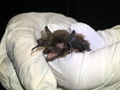 Myotis volans
